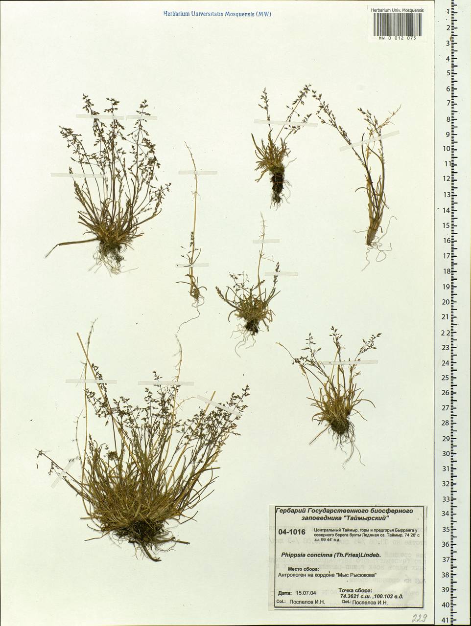 Phippsia concinna (Th.Fr.) Lindeb., Siberia, Central Siberia (S3) (Russia)