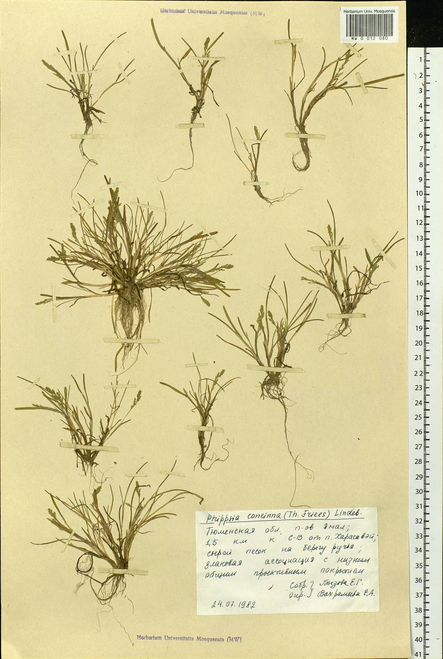 Phippsia concinna (Th.Fr.) Lindeb., Siberia, Western Siberia (S1) (Russia)