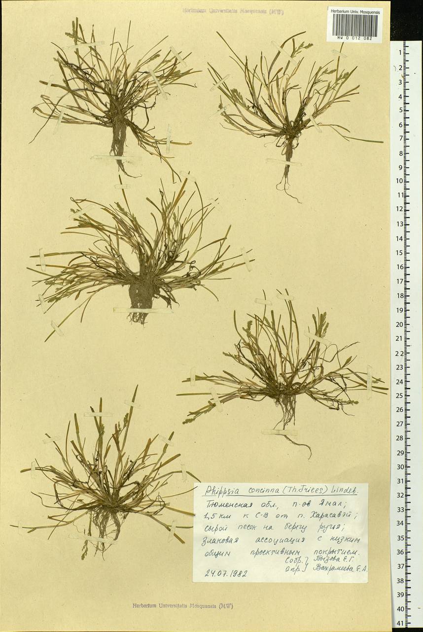 Phippsia concinna (Th.Fr.) Lindeb., Siberia, Western Siberia (S1) (Russia)