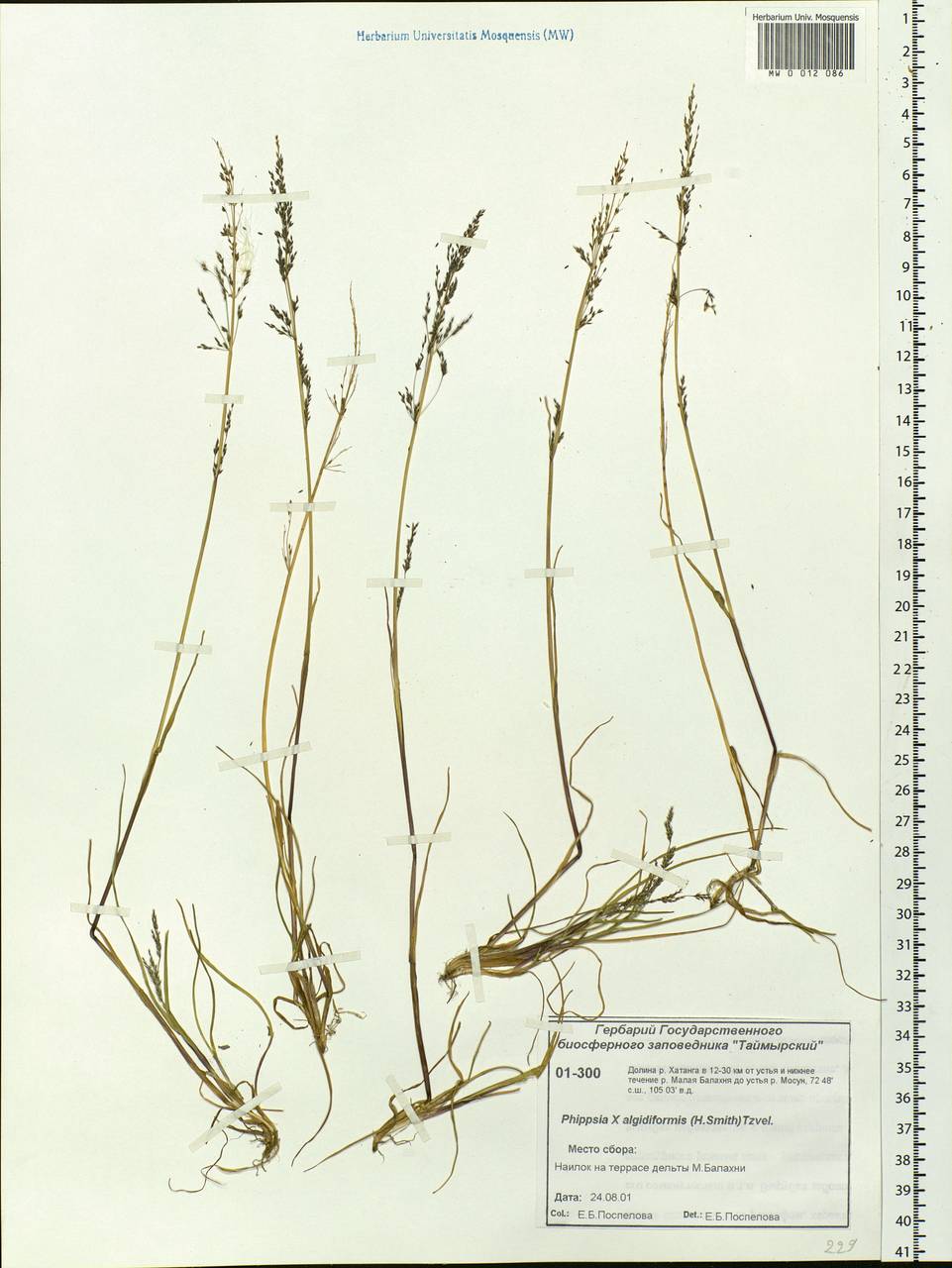 Phippsia concinna (Th.Fr.) Lindeb., Siberia, Central Siberia (S3) (Russia)