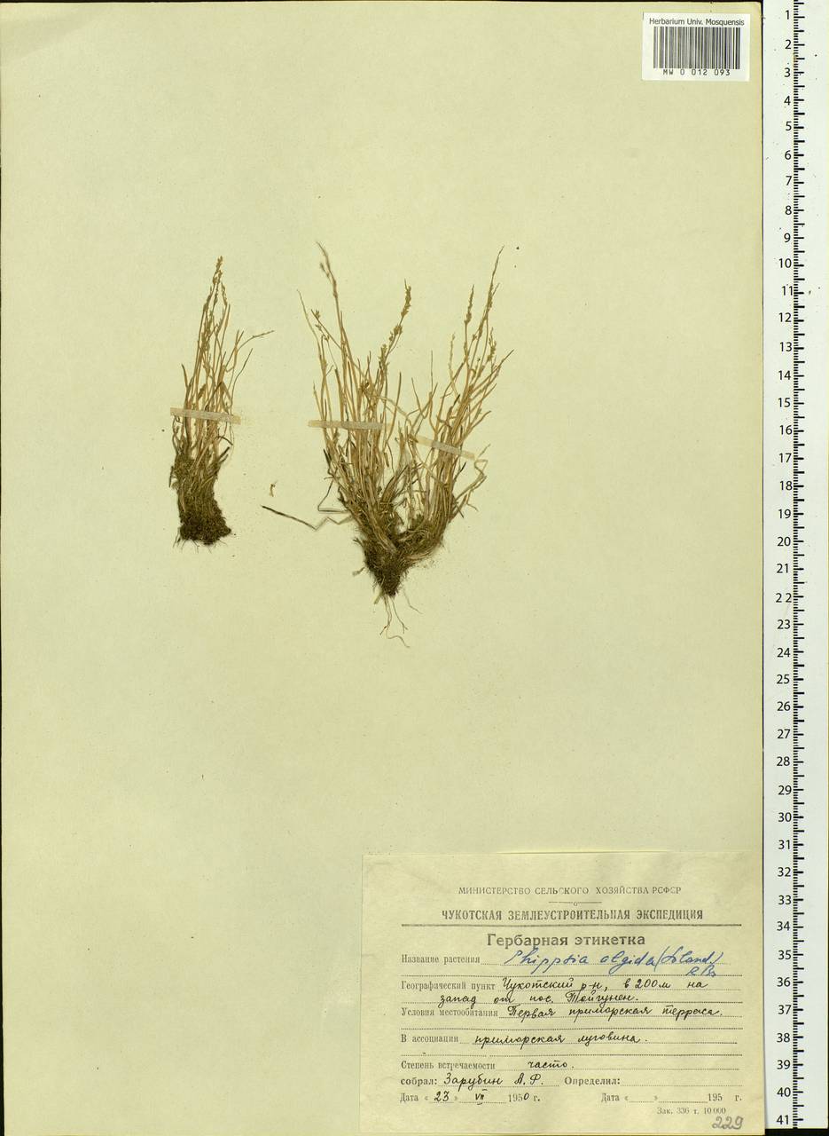 Phippsia algida (Sol.) R.Br., Siberia, Chukotka & Kamchatka (S7) (Russia)