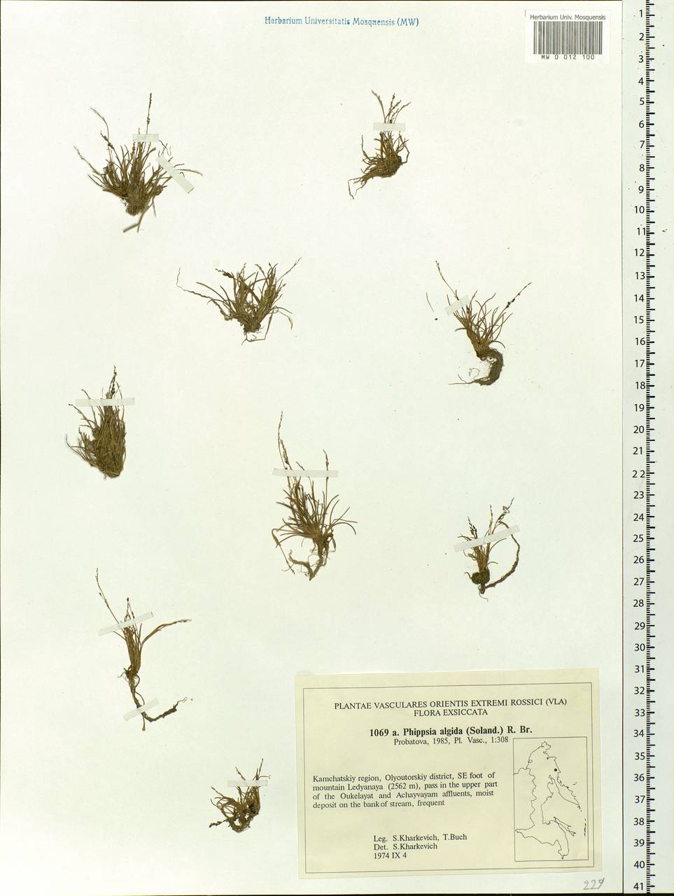 Phippsia algida (Sol.) R.Br., Siberia, Chukotka & Kamchatka (S7) (Russia)