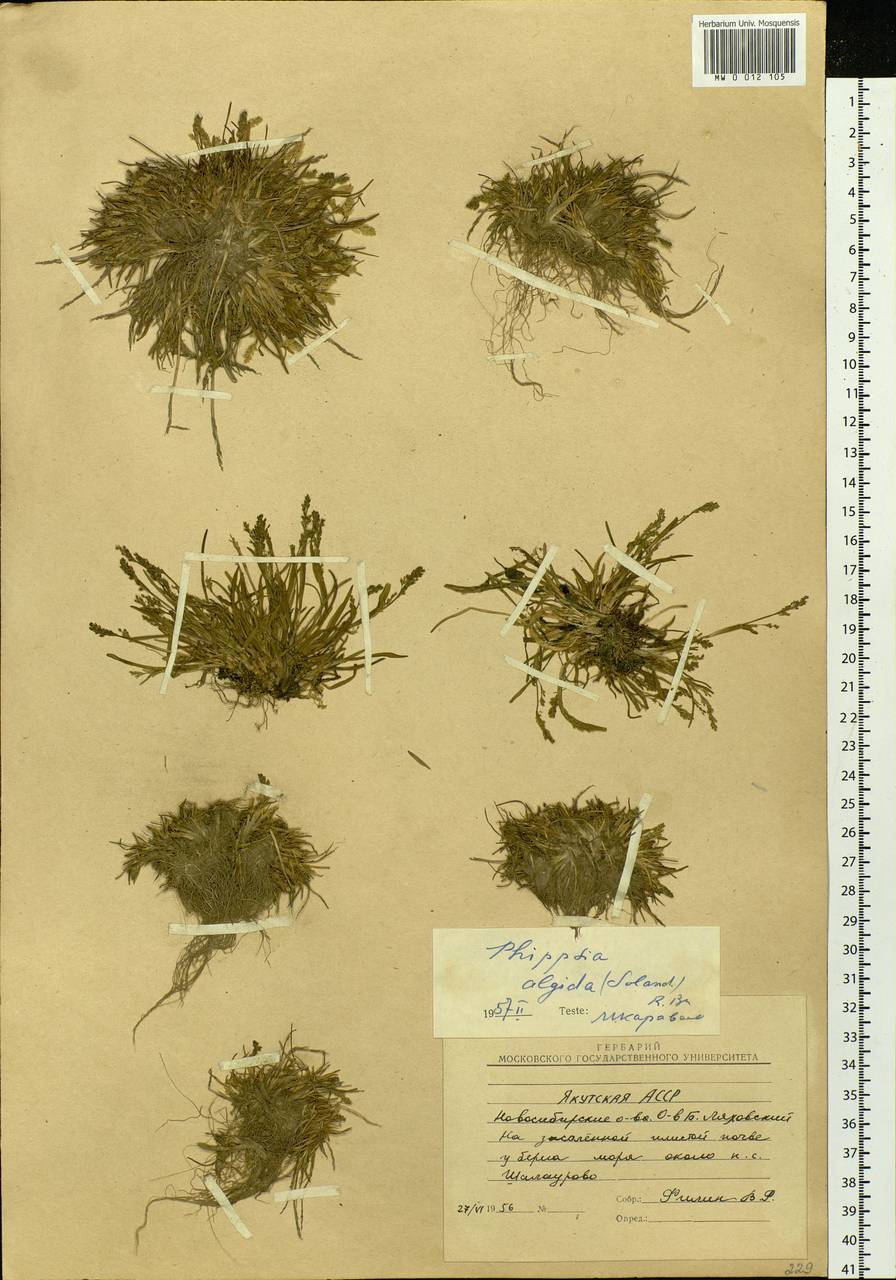 Phippsia algida (Sol.) R.Br., Siberia, Yakutia (S5) (Russia)