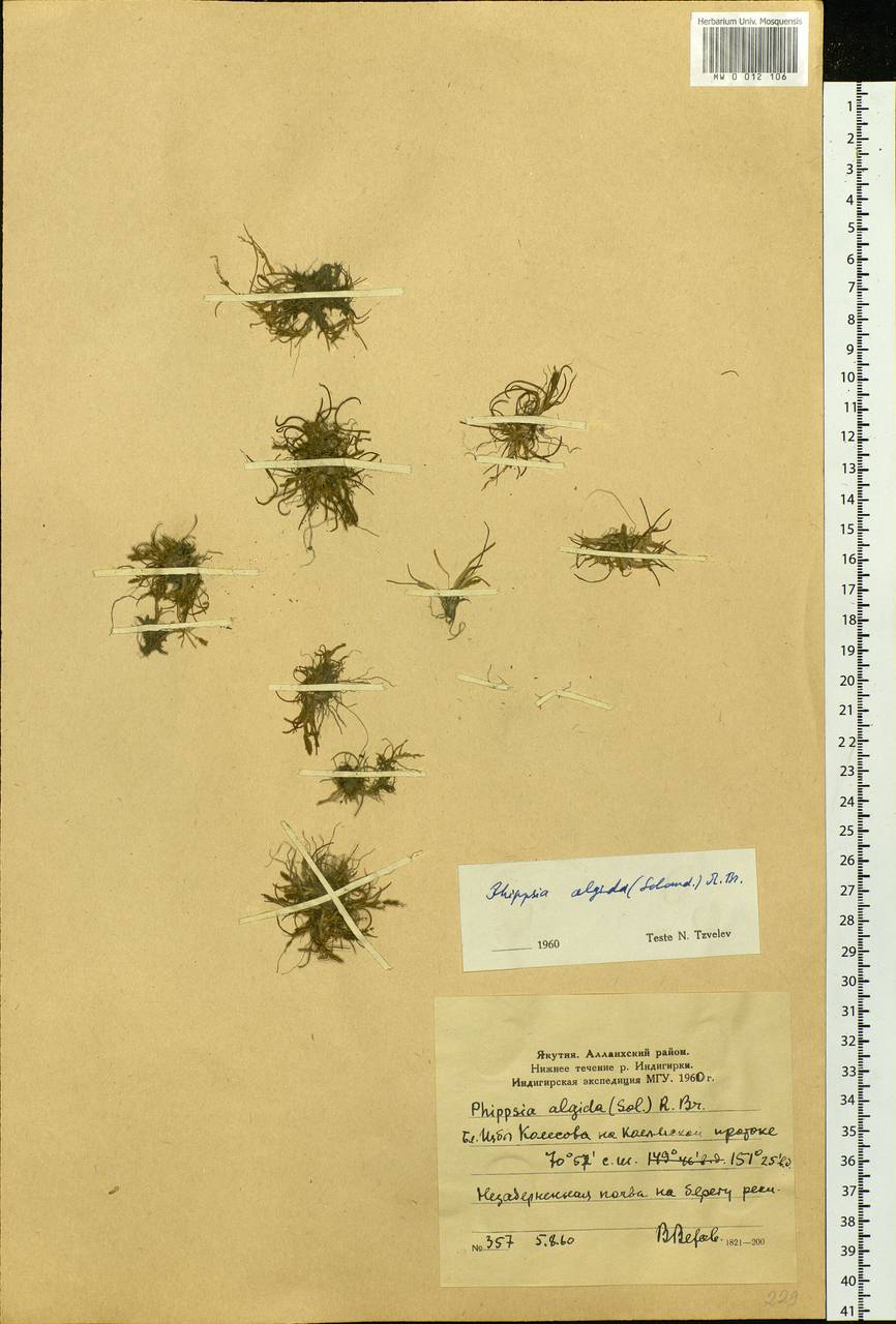 Phippsia algida (Sol.) R.Br., Siberia, Yakutia (S5) (Russia)