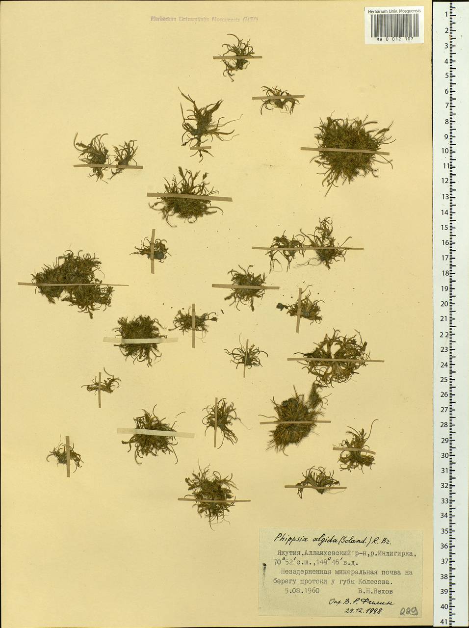 Phippsia algida (Sol.) R.Br., Siberia, Yakutia (S5) (Russia)