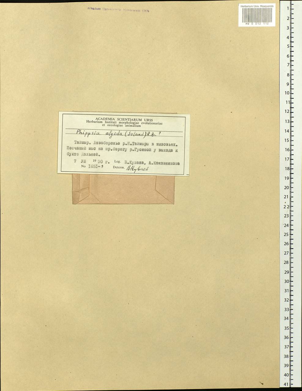 Phippsia algida (Sol.) R.Br., Siberia, Central Siberia (S3) (Russia)