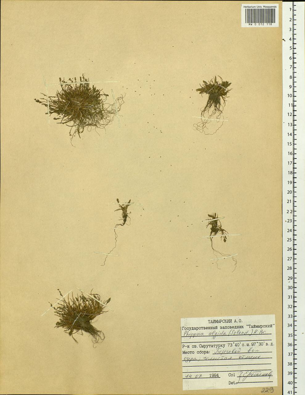 Phippsia algida (Sol.) R.Br., Siberia, Central Siberia (S3) (Russia)