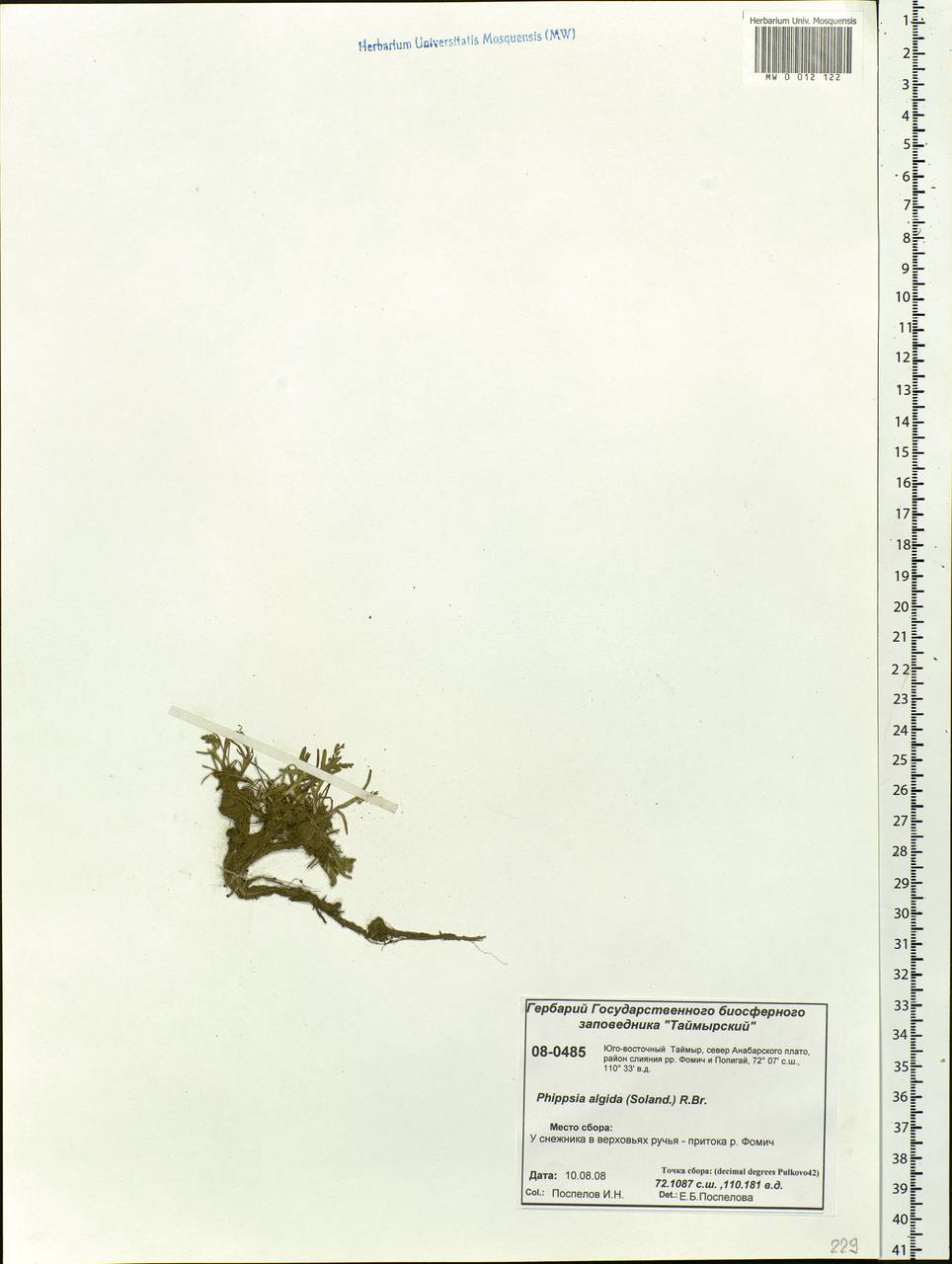 Phippsia algida (Sol.) R.Br., Siberia, Central Siberia (S3) (Russia)