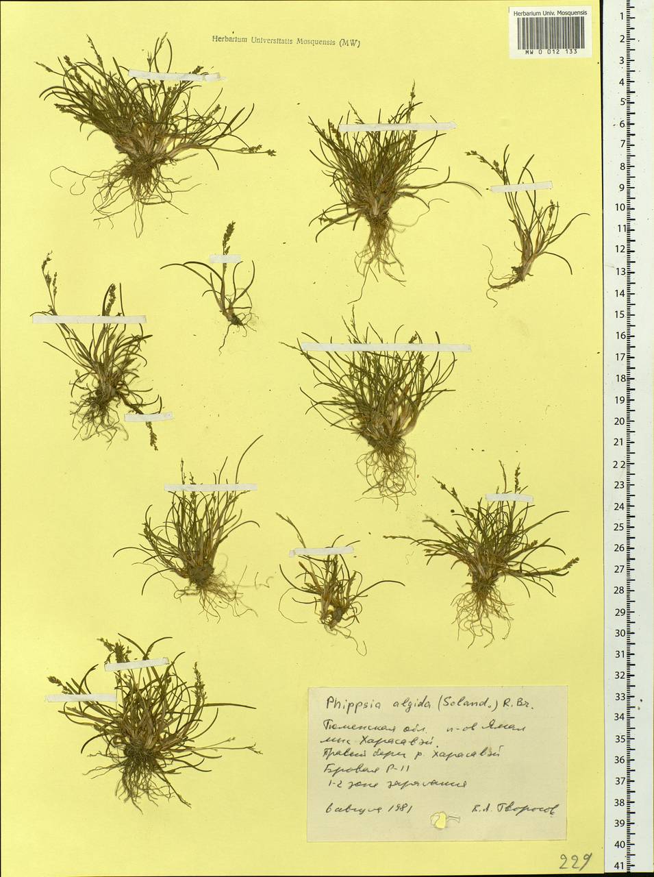 Phippsia algida (Sol.) R.Br., Siberia, Western Siberia (S1) (Russia)