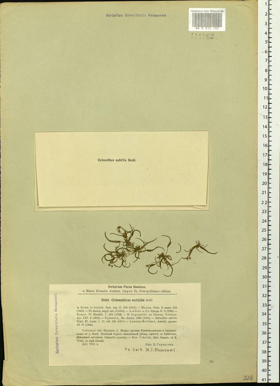 Coleanthus subtilis (Tratt.) Seidel ex Roem. & Schult., Siberia, Western Siberia (S1) (Russia)