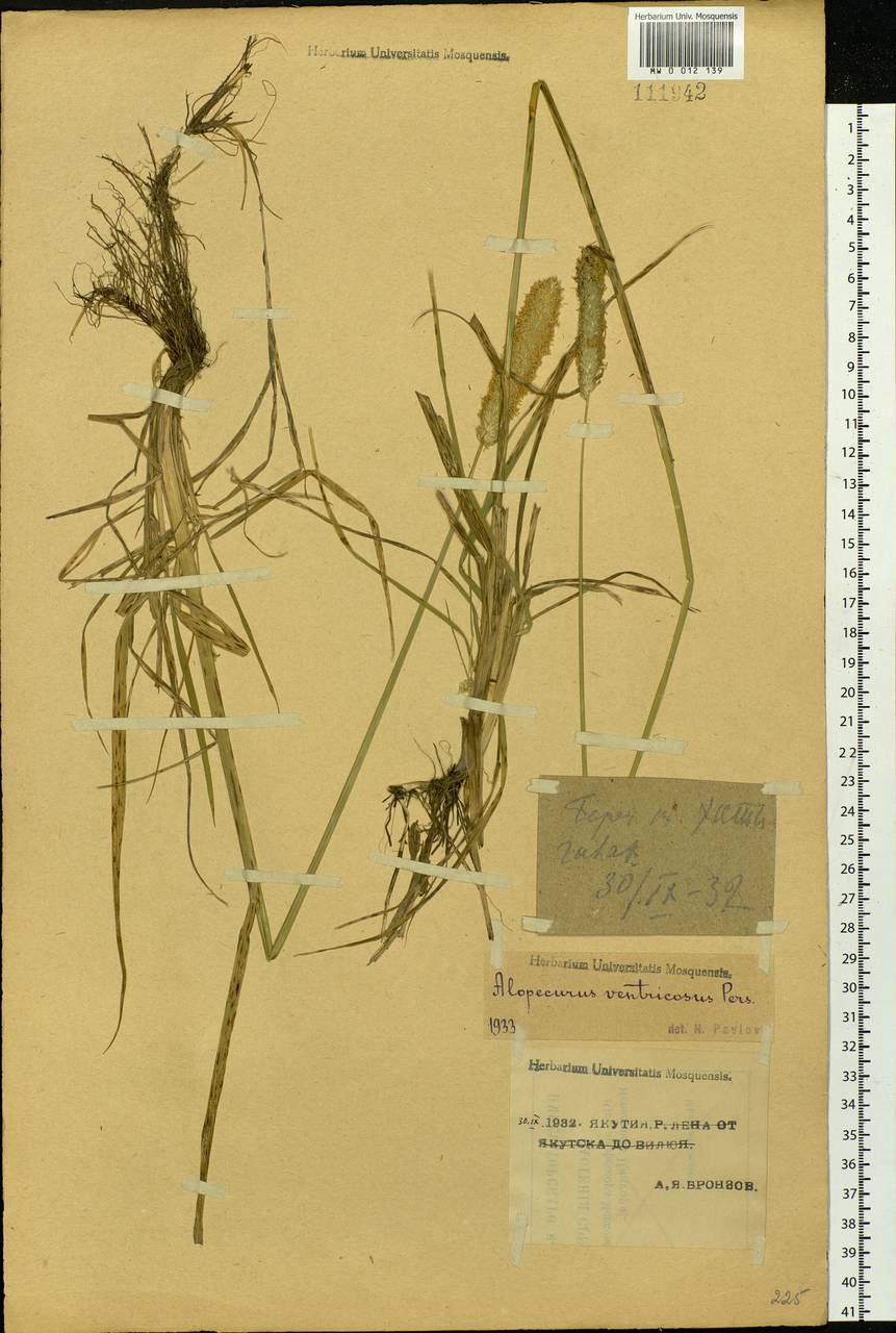 Alopecurus arundinaceus Poir., Siberia, Yakutia (S5) (Russia)