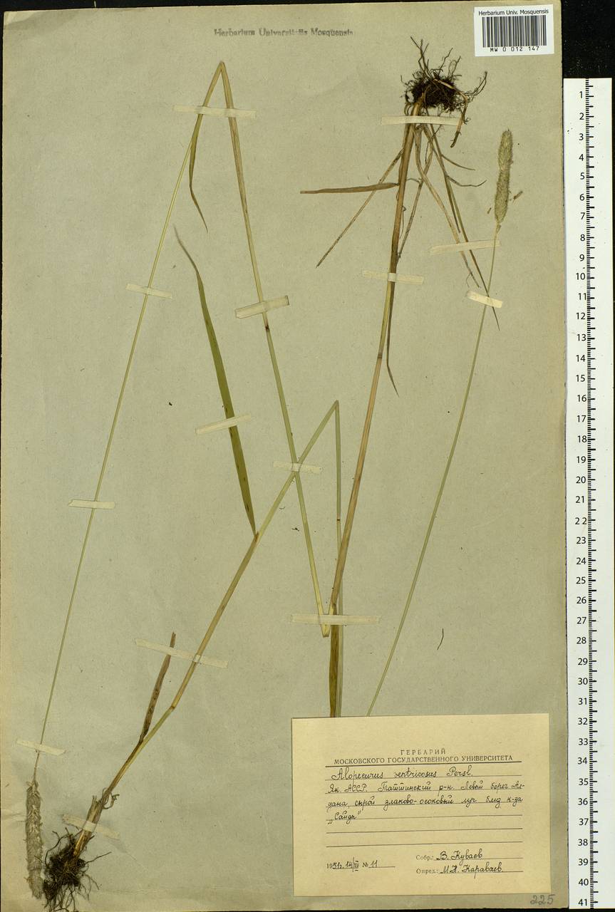 Alopecurus arundinaceus Poir., Siberia, Yakutia (S5) (Russia)