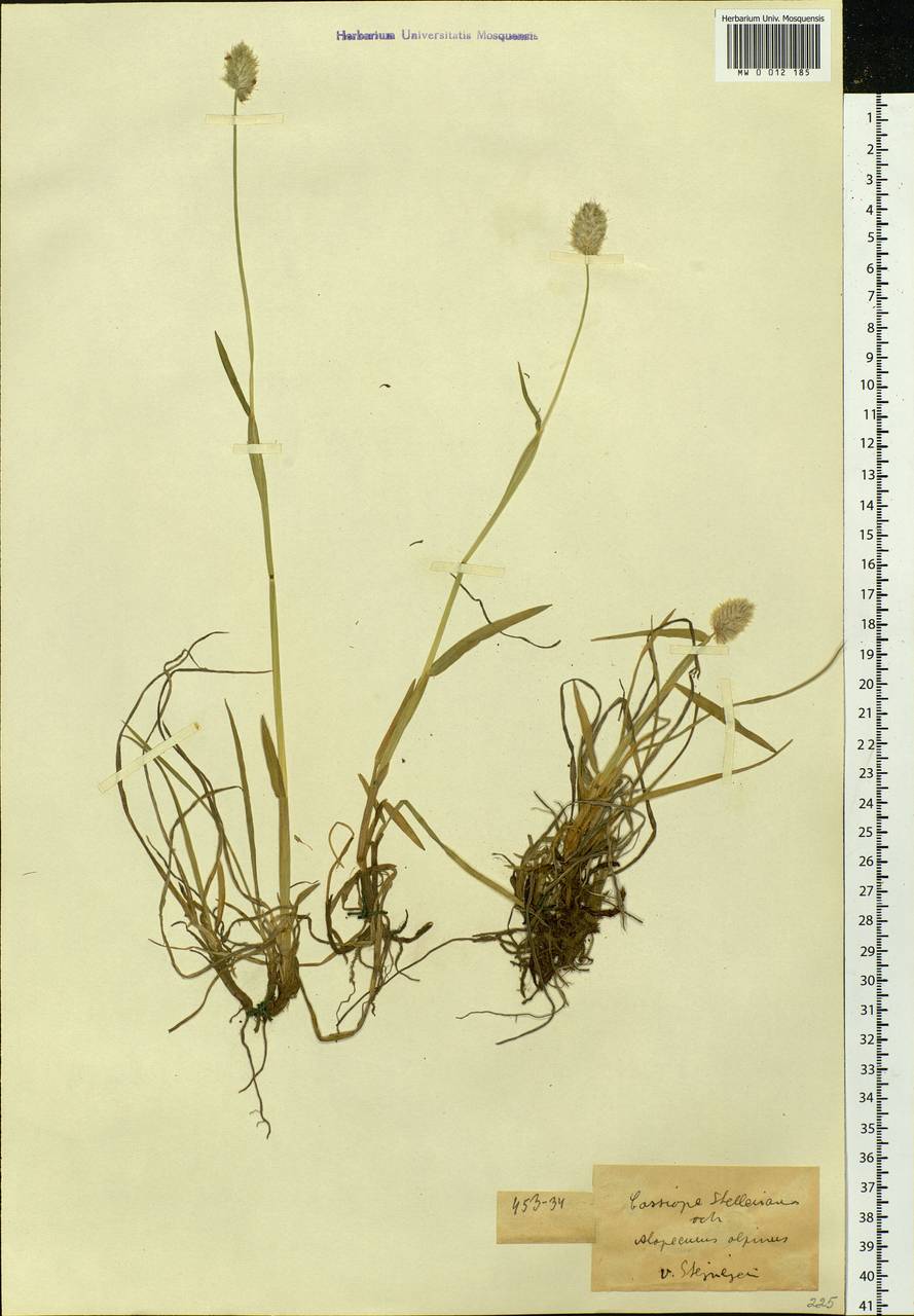 Alopecurus magellanicus Lam., Siberia, Chukotka & Kamchatka (S7) (Russia)