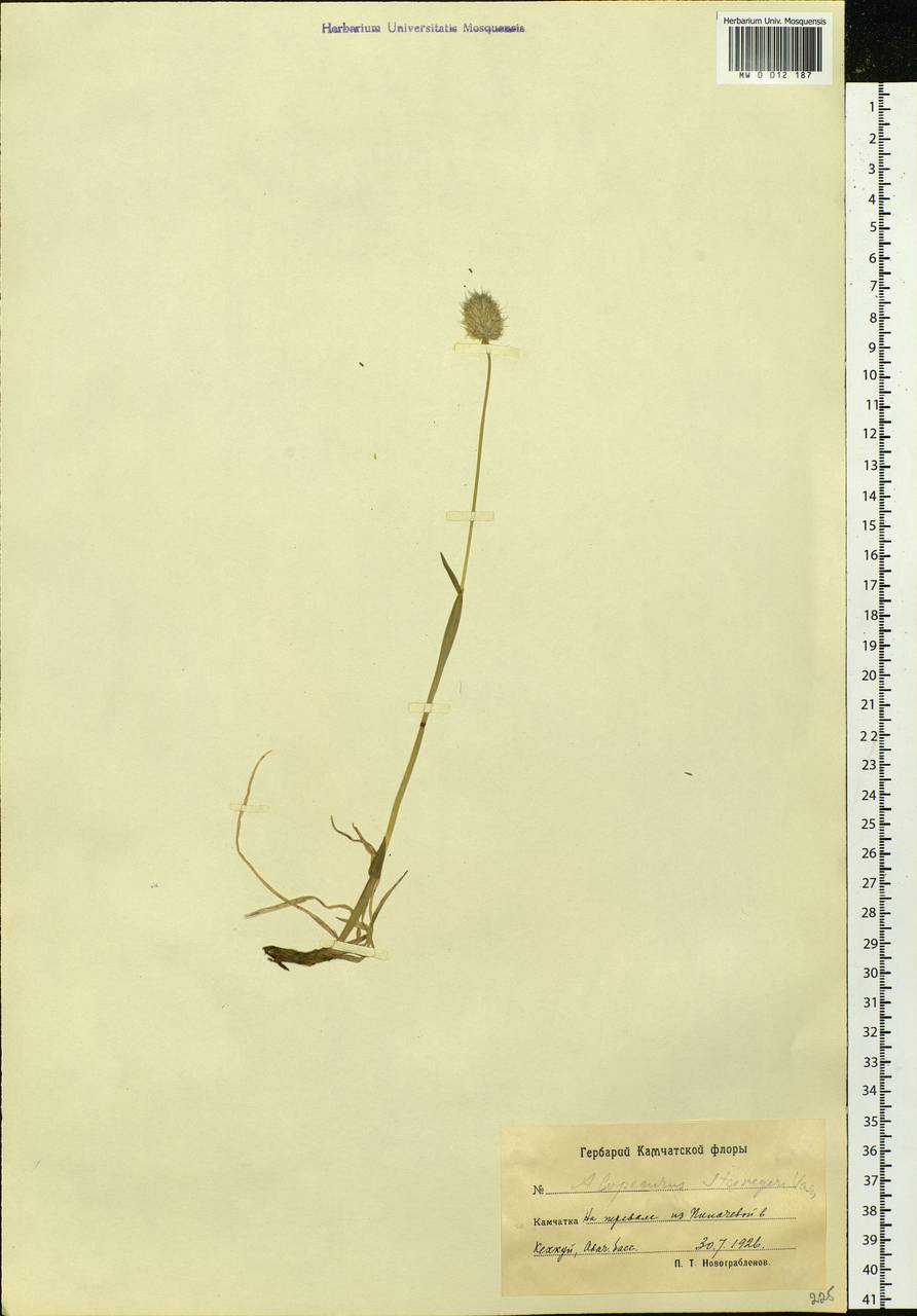 Alopecurus magellanicus Lam., Siberia, Chukotka & Kamchatka (S7) (Russia)
