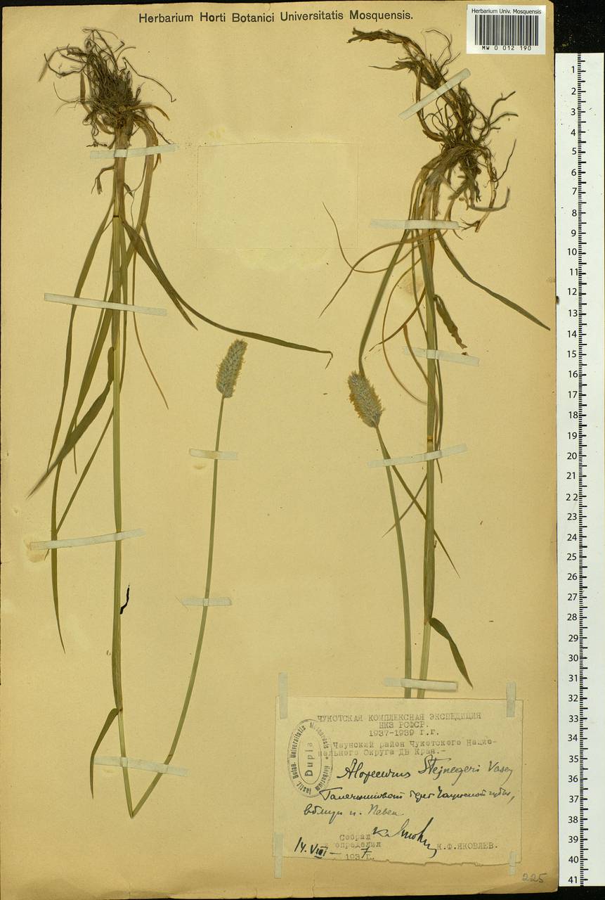 Alopecurus magellanicus Lam., Siberia, Chukotka & Kamchatka (S7) (Russia)