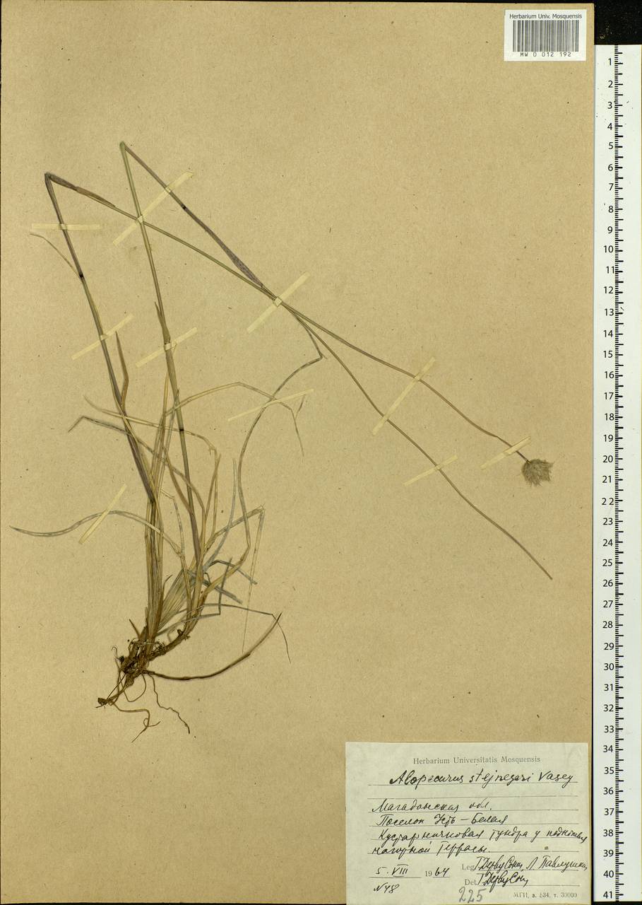 Alopecurus magellanicus Lam., Siberia, Chukotka & Kamchatka (S7) (Russia)