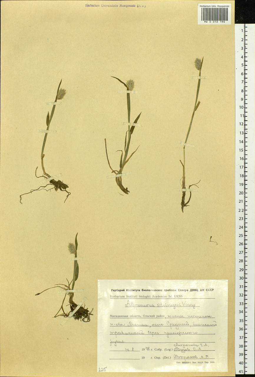 Alopecurus magellanicus Lam., Siberia, Chukotka & Kamchatka (S7) (Russia)
