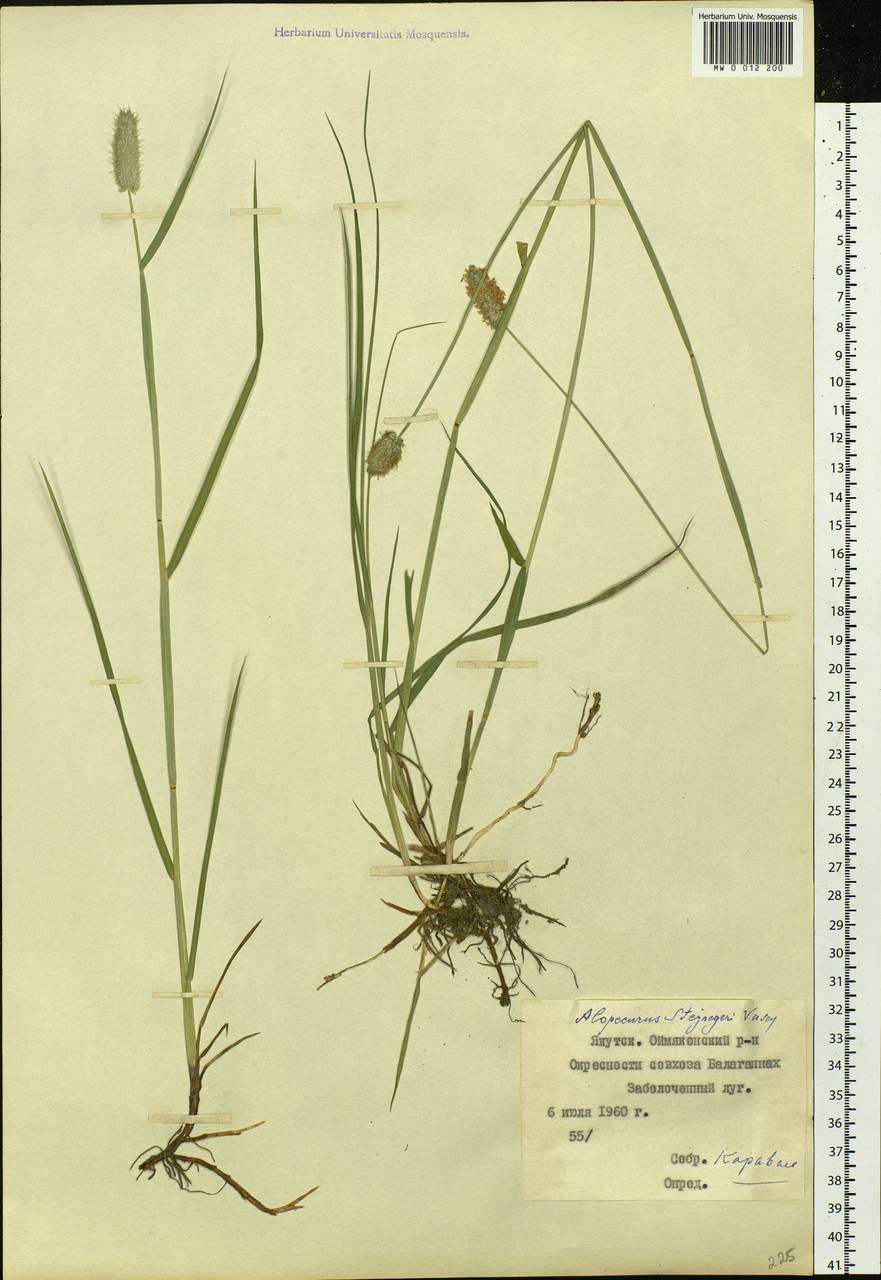 Alopecurus magellanicus Lam., Siberia, Yakutia (S5) (Russia)