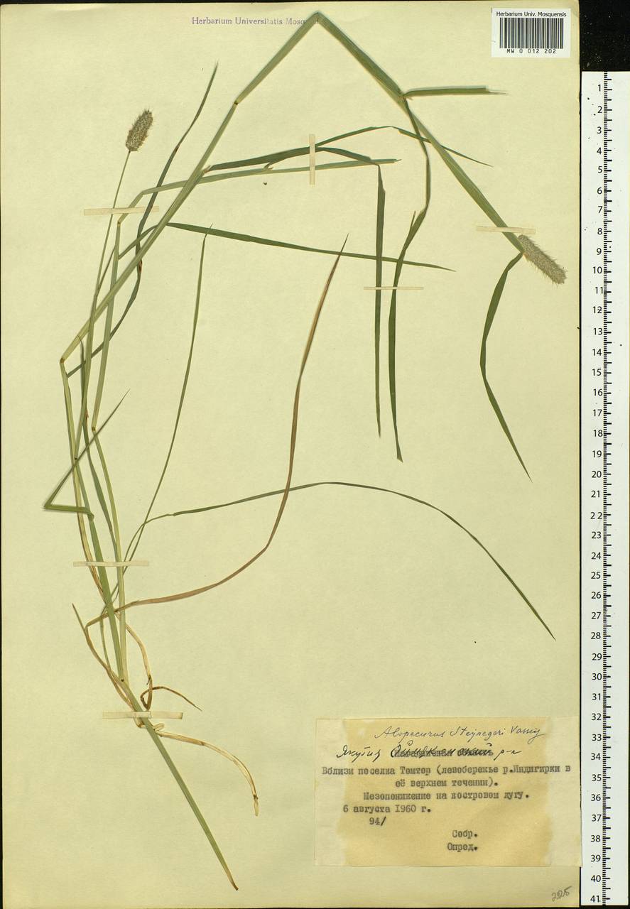 Alopecurus magellanicus Lam., Siberia, Yakutia (S5) (Russia)