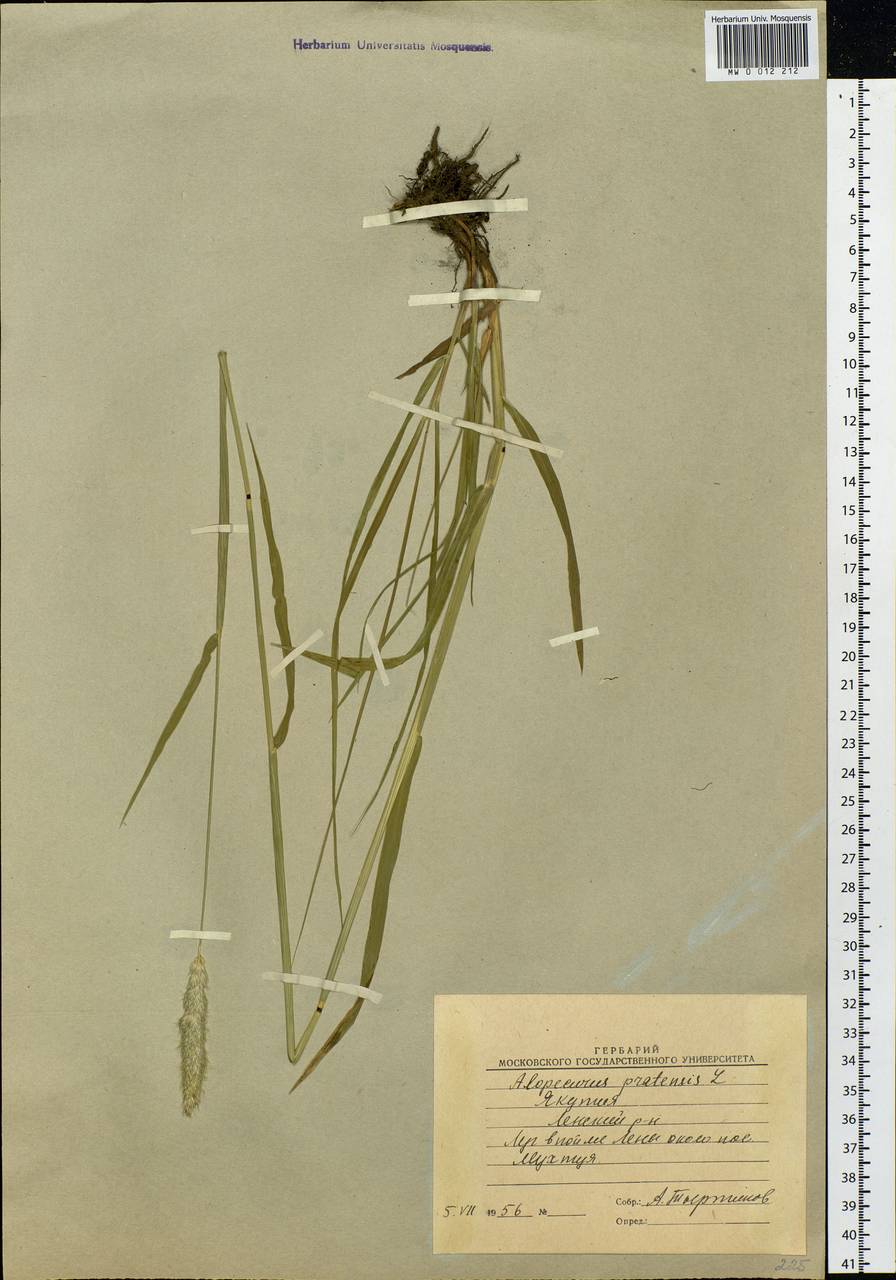 Alopecurus pratensis L., Siberia, Yakutia (S5) (Russia)