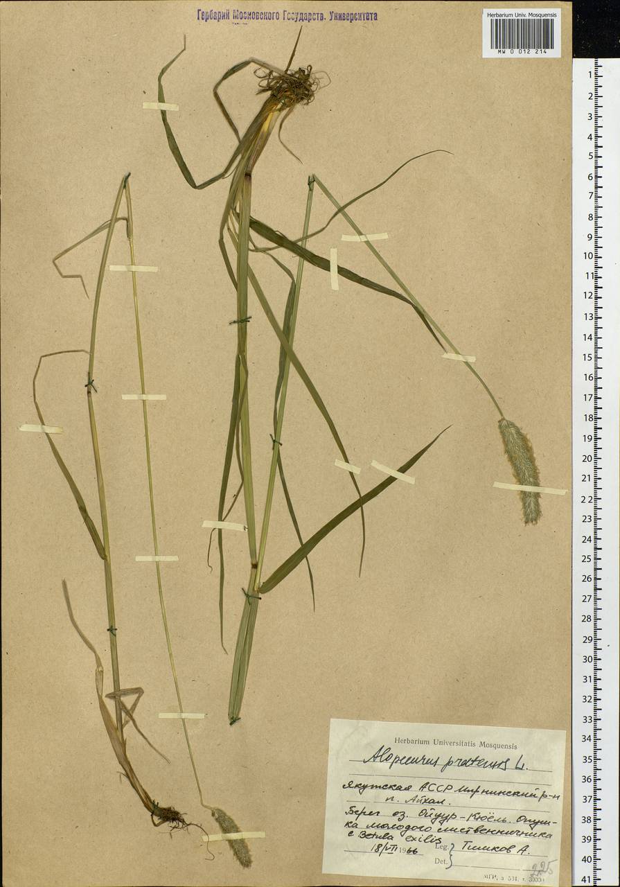 Alopecurus pratensis L., Siberia, Yakutia (S5) (Russia)