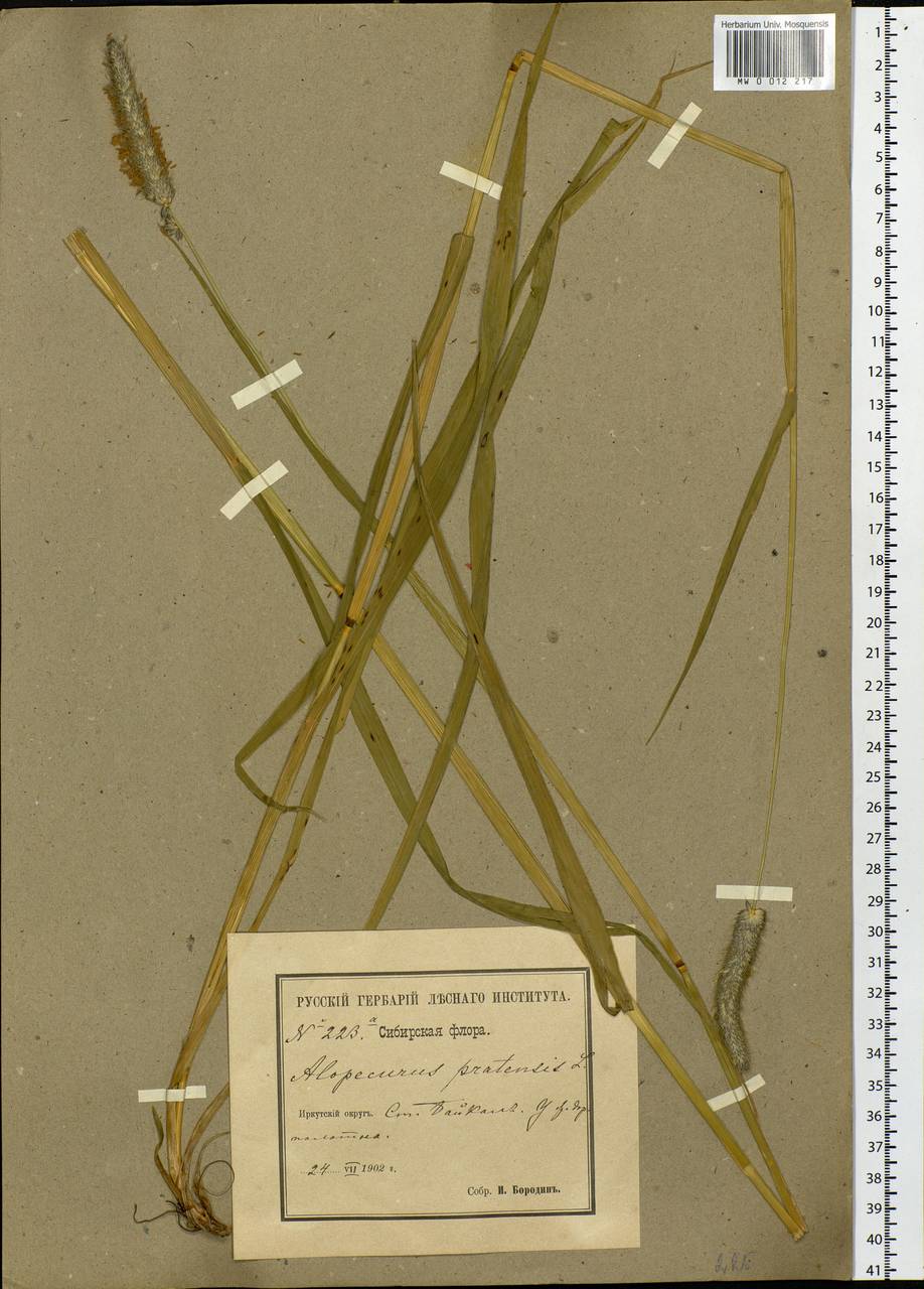 Alopecurus pratensis L., Siberia, Baikal & Transbaikal region (S4) (Russia)