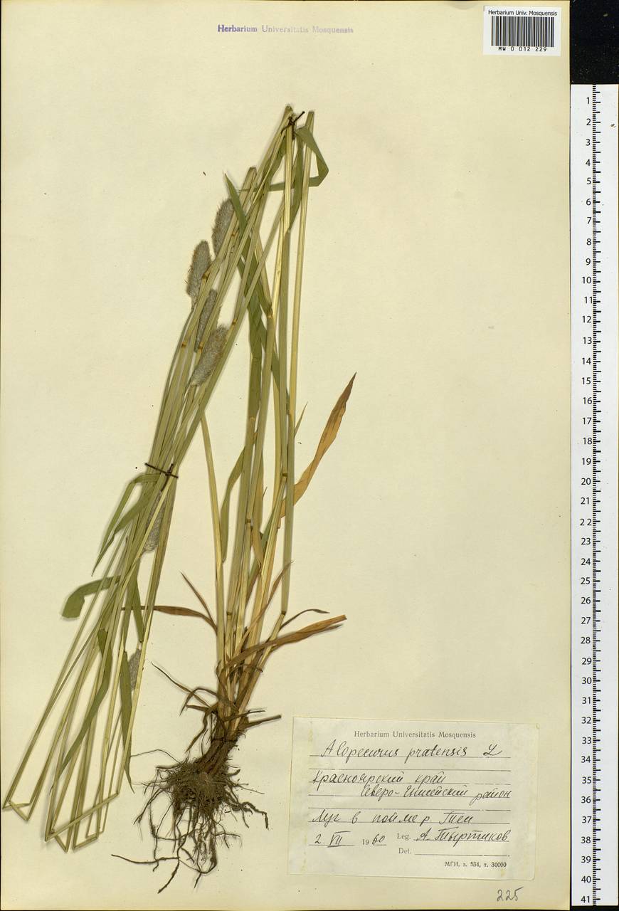 Alopecurus pratensis L., Siberia, Central Siberia (S3) (Russia)