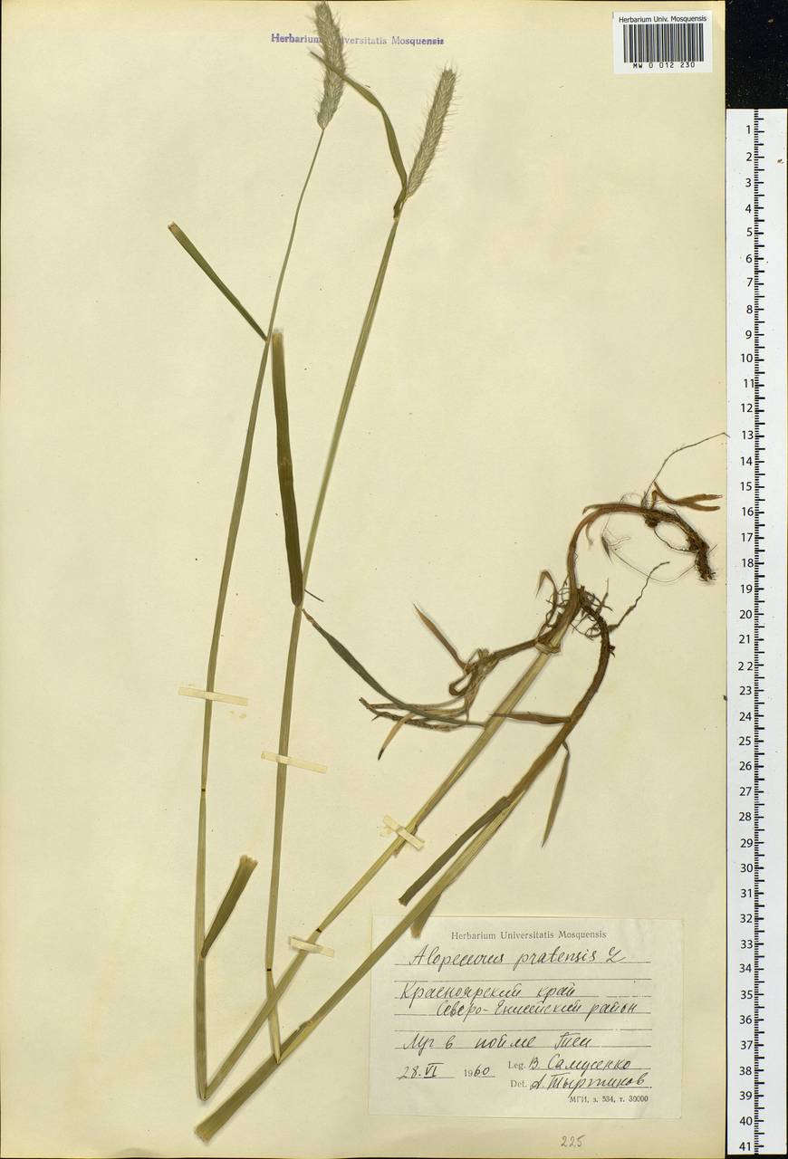 Alopecurus pratensis L., Siberia, Central Siberia (S3) (Russia)