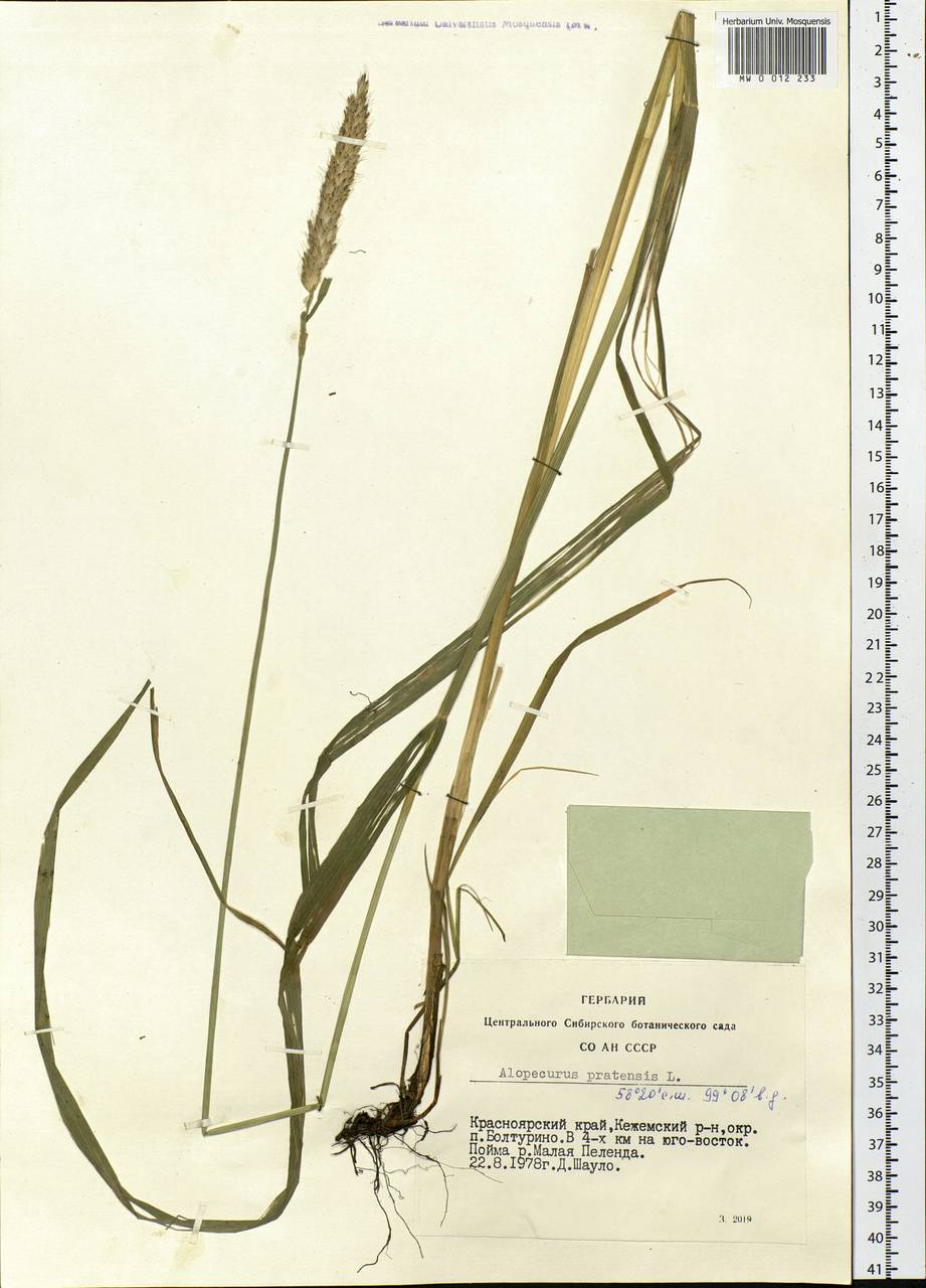 Alopecurus pratensis L., Siberia, Central Siberia (S3) (Russia)
