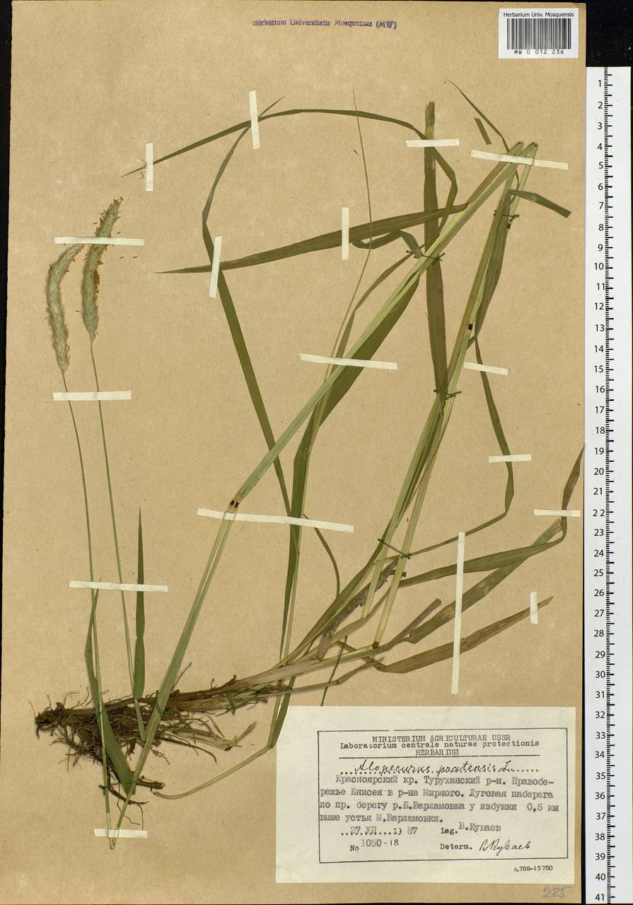 Alopecurus pratensis L., Siberia, Central Siberia (S3) (Russia)