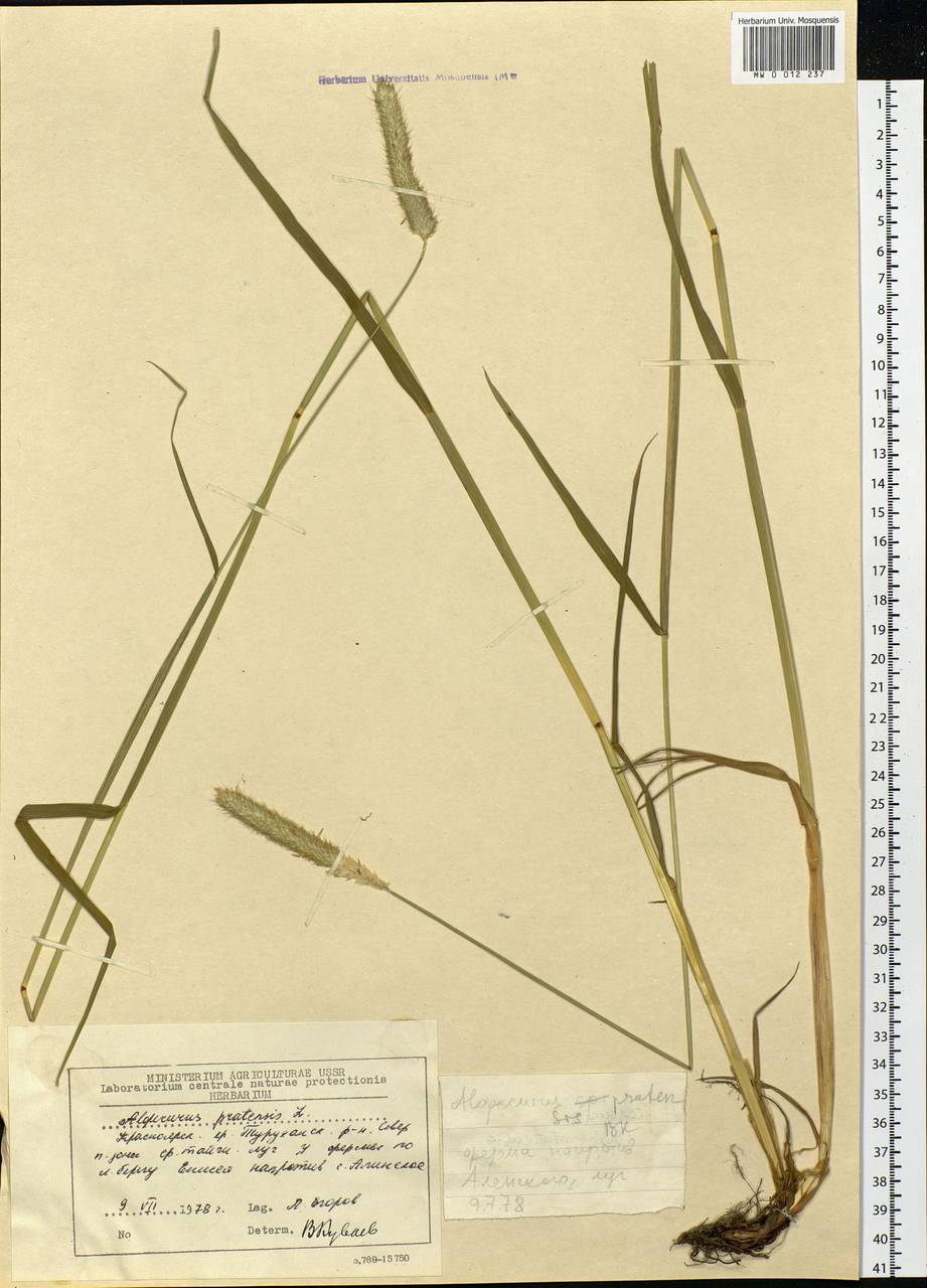 Alopecurus pratensis L., Siberia, Central Siberia (S3) (Russia)