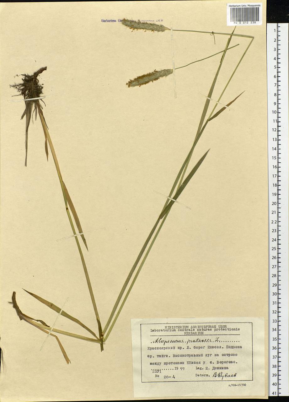 Alopecurus pratensis L., Siberia, Central Siberia (S3) (Russia)