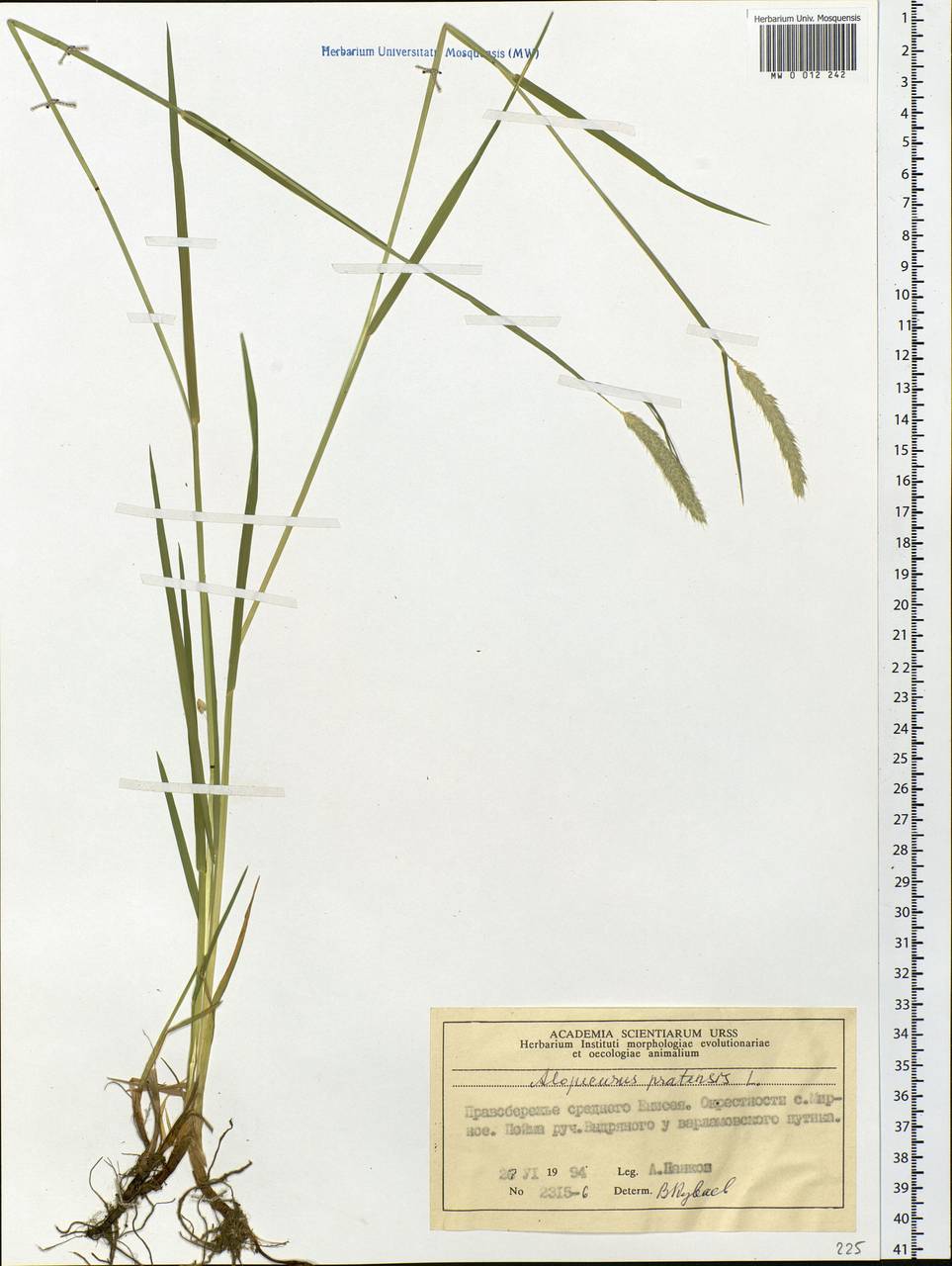 Alopecurus pratensis L., Siberia, Central Siberia (S3) (Russia)