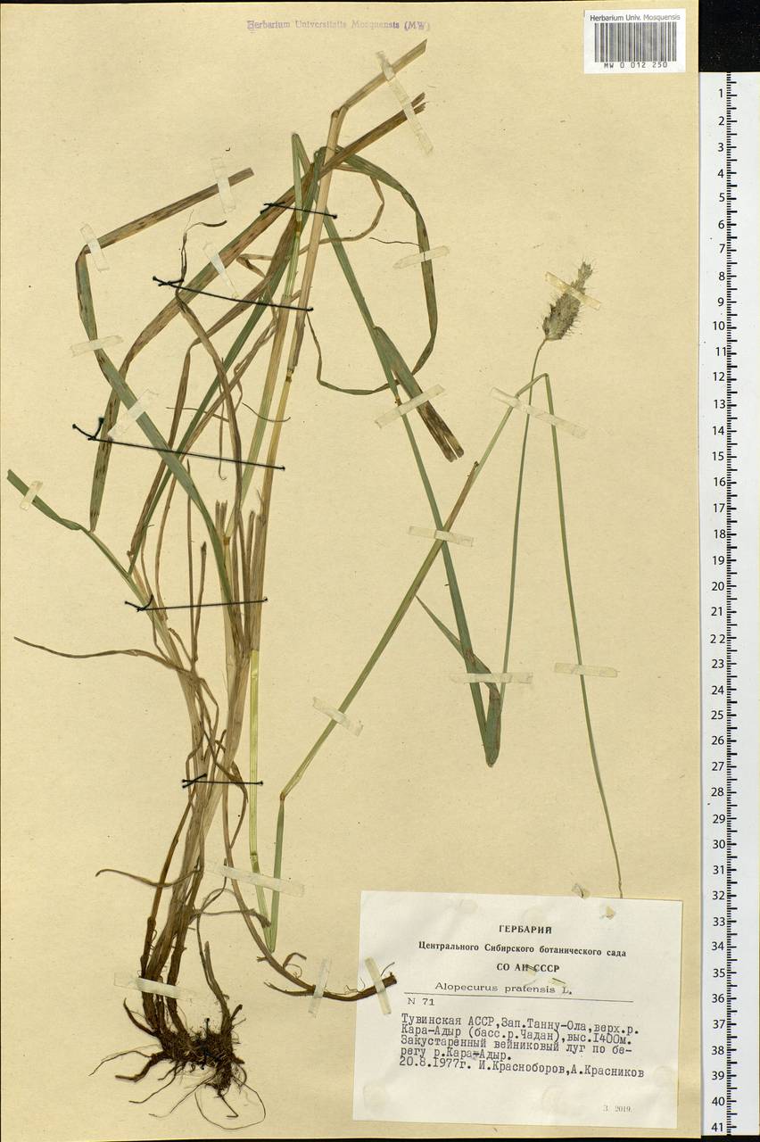 Alopecurus pratensis L., Siberia, Altai & Sayany Mountains (S2) (Russia)
