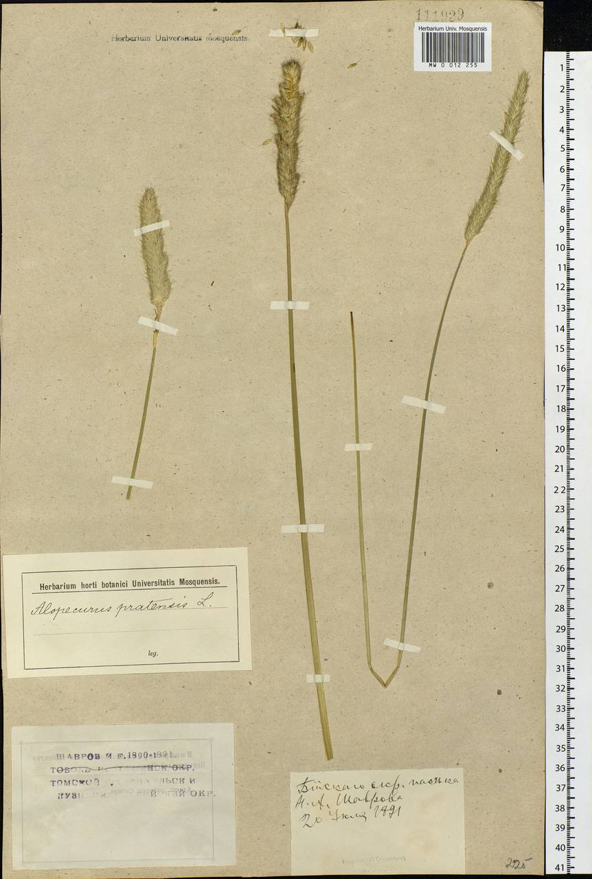 Alopecurus pratensis L., Siberia, Western (Kazakhstan) Altai Mountains (S2a) (Kazakhstan)