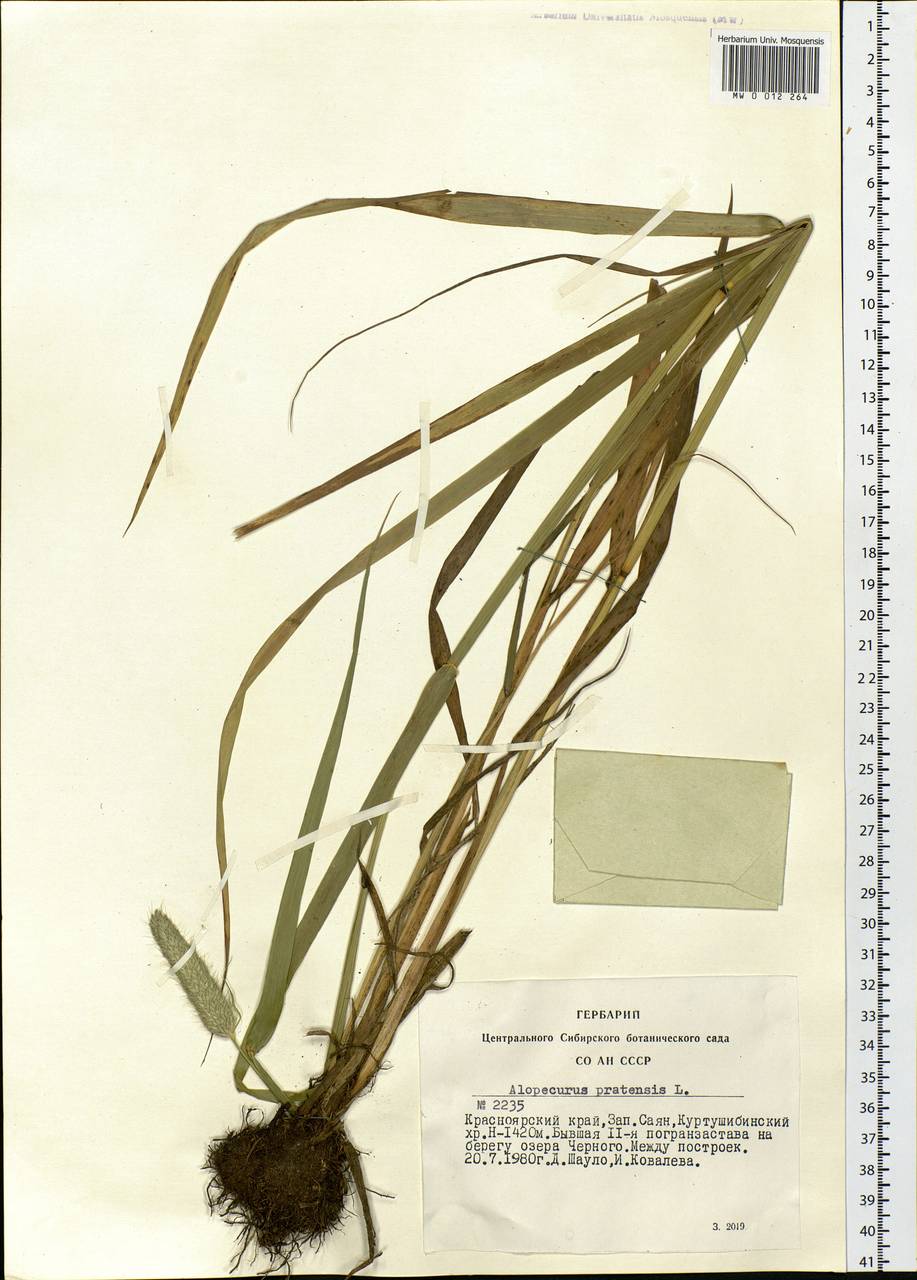 Alopecurus pratensis L., Siberia, Altai & Sayany Mountains (S2) (Russia)
