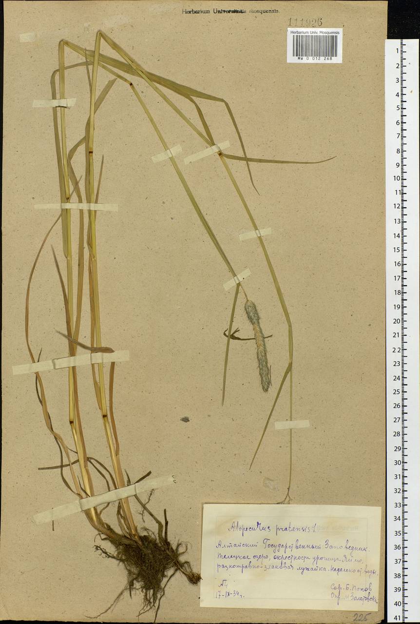 Alopecurus pratensis L., Siberia, Altai & Sayany Mountains (S2) (Russia)