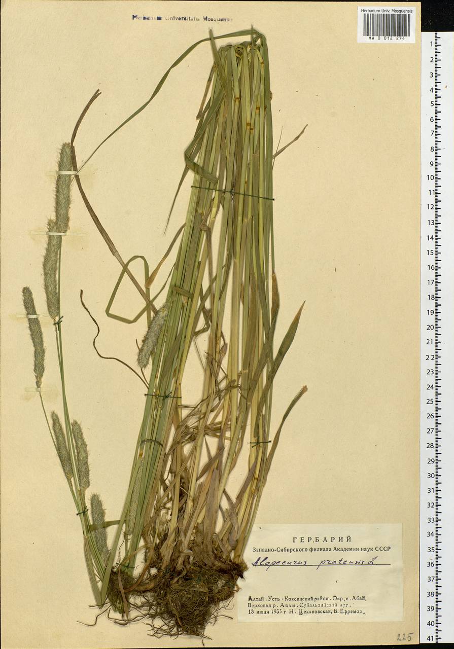 Alopecurus pratensis L., Siberia, Altai & Sayany Mountains (S2) (Russia)