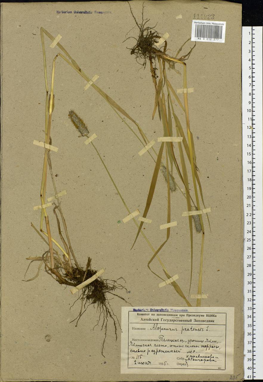 Alopecurus pratensis L., Siberia, Altai & Sayany Mountains (S2) (Russia)