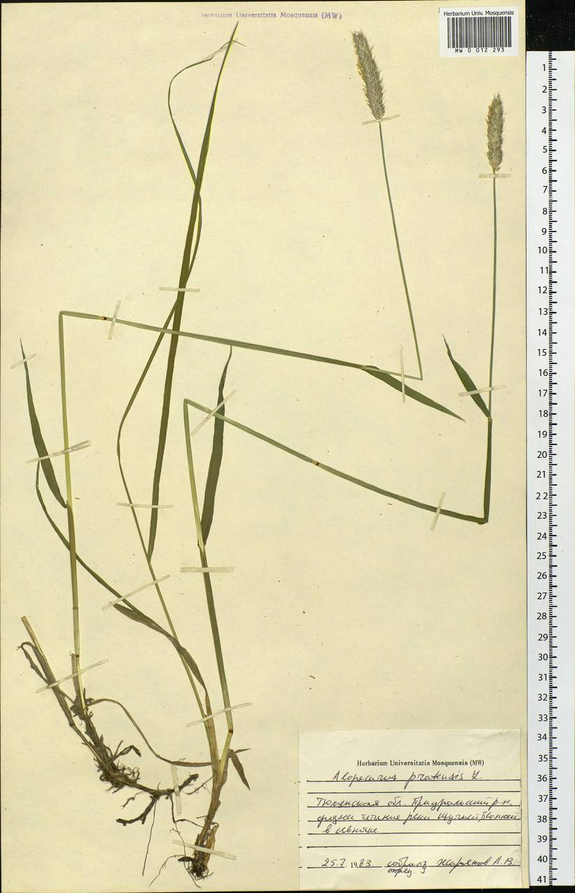 Alopecurus pratensis L., Siberia, Western Siberia (S1) (Russia)