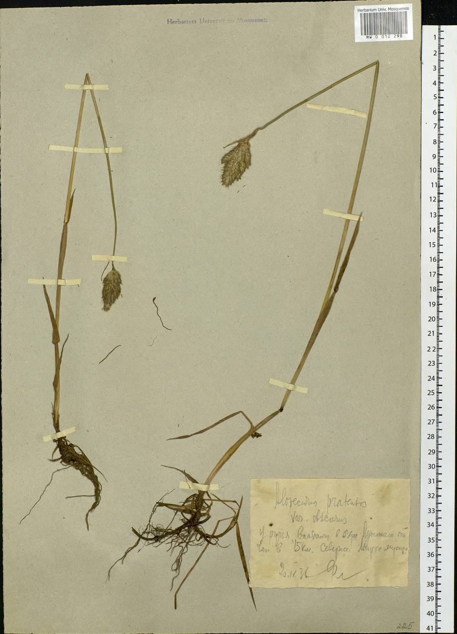 Alopecurus pratensis L., Eastern Europe, Northern region (E1) (Russia)