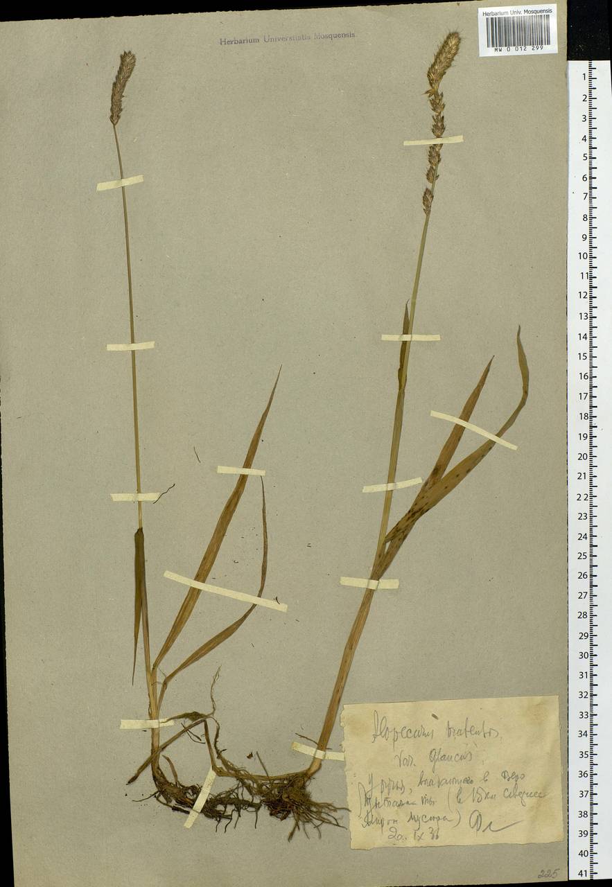 Alopecurus pratensis L., Eastern Europe, Northern region (E1) (Russia)