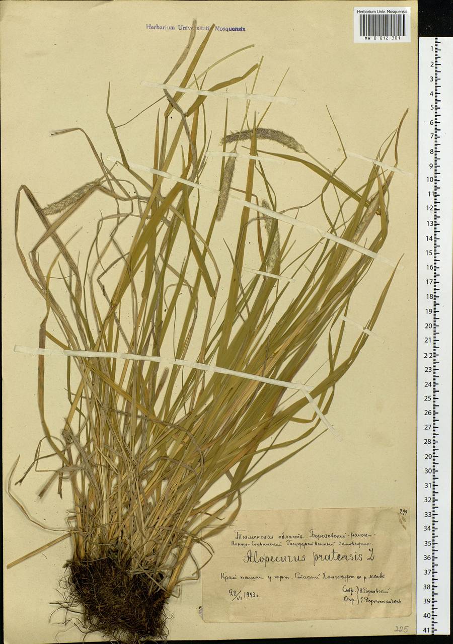 Alopecurus pratensis L., Siberia, Western Siberia (S1) (Russia)