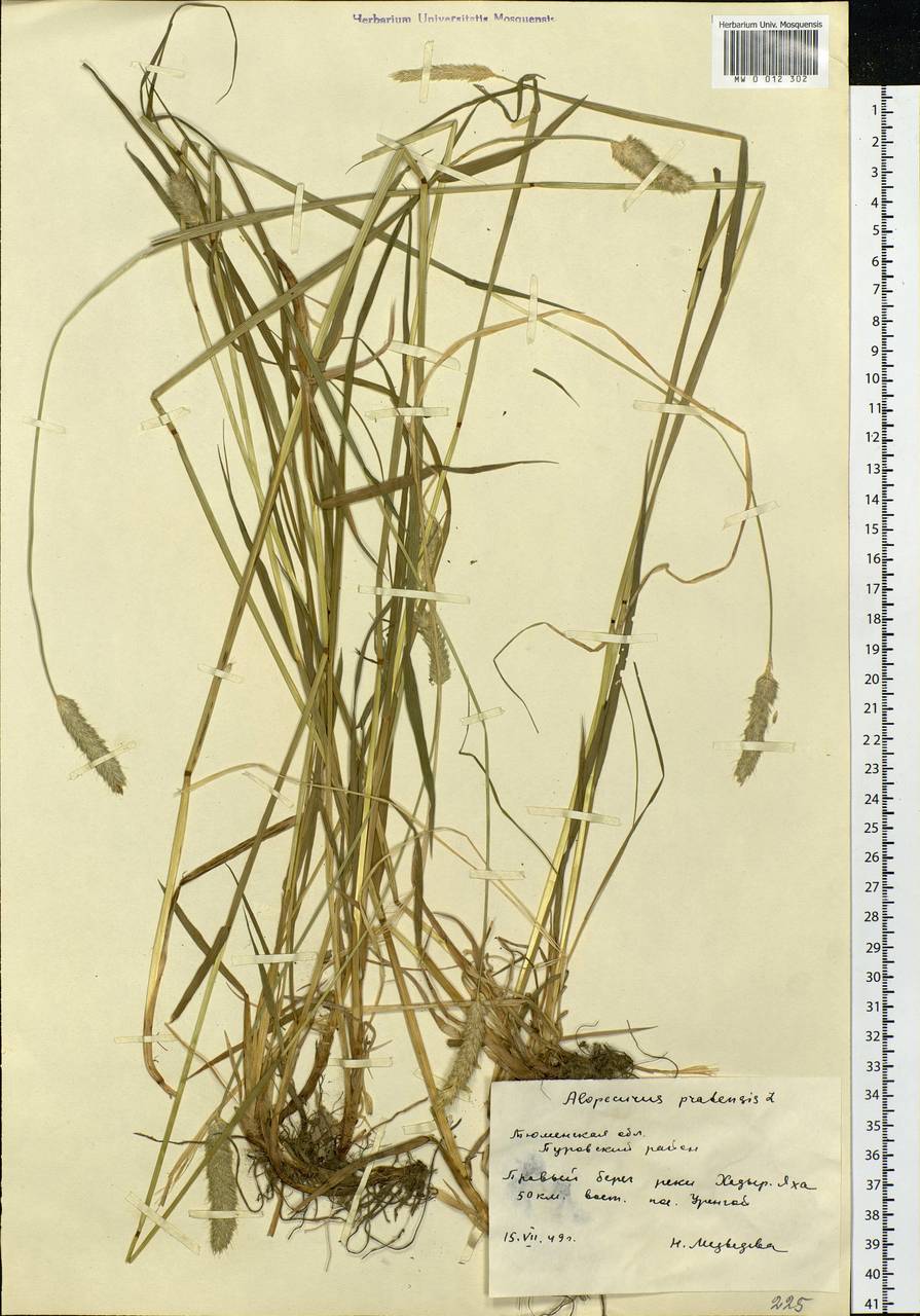 Alopecurus pratensis L., Siberia, Western Siberia (S1) (Russia)