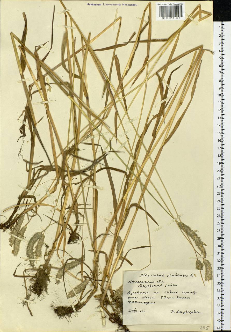 Alopecurus pratensis L., Siberia, Western Siberia (S1) (Russia)