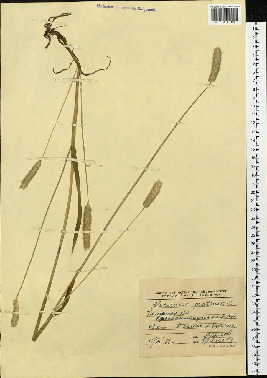 Alopecurus pratensis L., Siberia, Western Siberia (S1) (Russia)