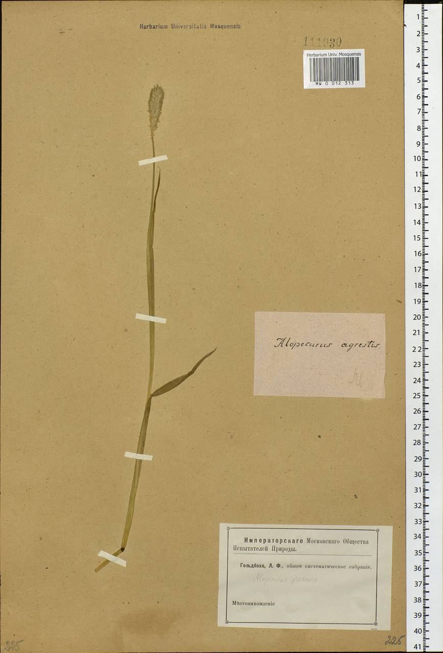 Alopecurus pratensis L., Siberia (no precise locality) (S0) (Russia)