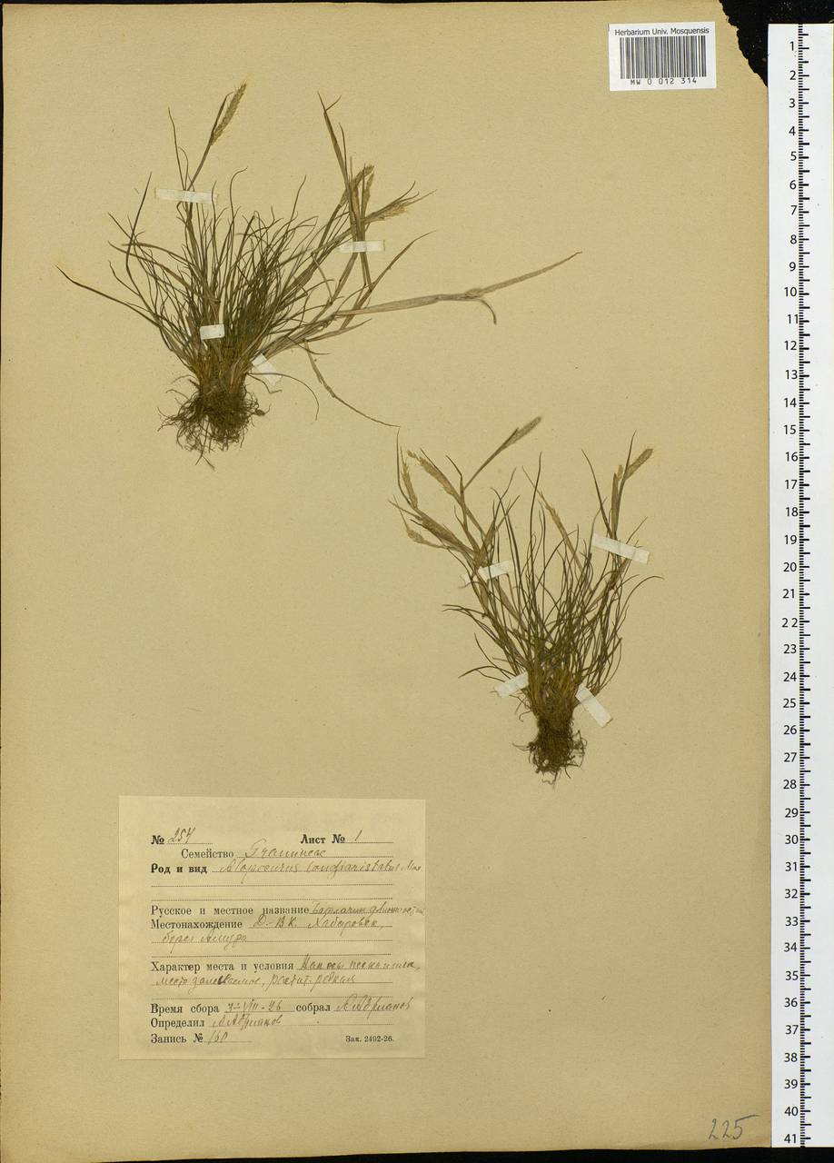 Alopecurus longiaristatus Maxim., Siberia, Russian Far East (S6) (Russia)