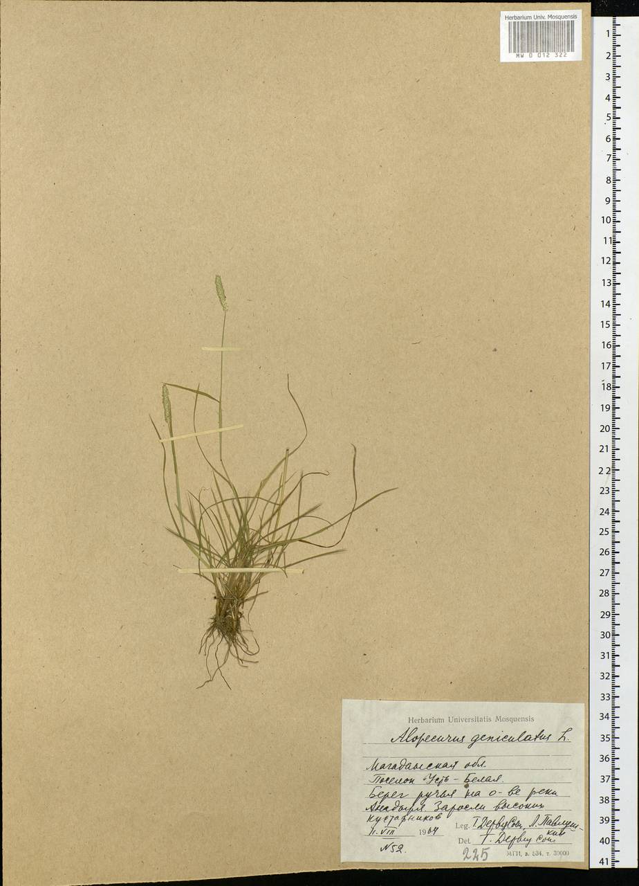 Alopecurus geniculatus L., Siberia, Chukotka & Kamchatka (S7) (Russia)