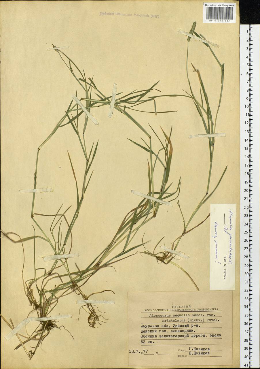 Alopecurus geniculatus L., Siberia, Russian Far East (S6) (Russia)